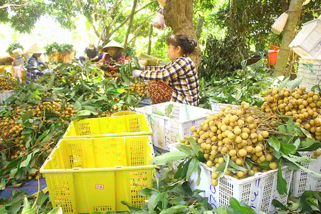 NÔNG%20NGHIỆP%20NẮNG%20MAI