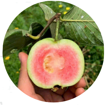 NÔNG NGHIỆP NẮNG MAI