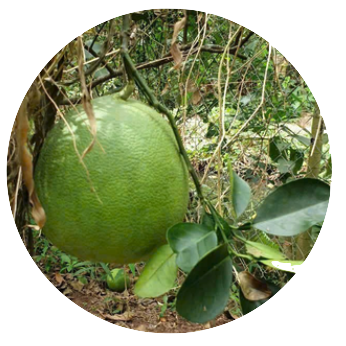 NÔNG NGHIỆP NẮNG MAI