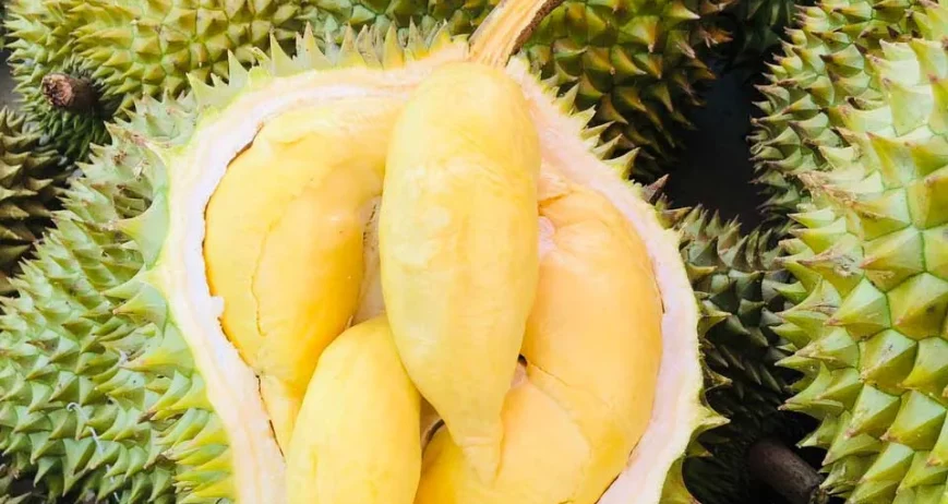 SẦU RIÊNG MONTHONG/RI6. Mùa vụ: Quanh năm Size: 2,5kg-4,5kg/trái Quy cách: 9kg /thùng Đặc điểm: cơm ngọt, béo,không sượn,thơm lừng. Brix: 35-45% Bảo quản: 2–5°C, 15 ngày Khả năng cung ứng: 20cont/tháng.