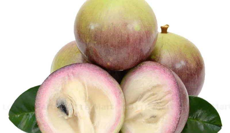 VÚ SỮA BƠ HỒNG – CẦN THƠ Mùa vụ: T.9- T.4 Size: ≥ 400g/trái up Quy cách: 5kg/thùng Đặc điểm:Quả chín ngọt thanh, thơm nhẹ, béo. Brix: 14-19% Bảo quản: 2–7°C, 15 ngày Khả năng cung ứng: 10 tấ ́ n/tháng.