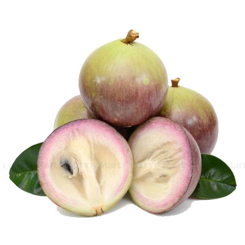 VÚ SỮA BƠ HỒNG – CẦN THƠ Mùa vụ: T.9- T.4 Size: ≥ 400g/trái up Quy cách: 5kg/thùng Đặc điểm:Quả chín ngọt thanh, thơm nhẹ, béo. Brix: 14-19% Bảo quản: 2–7°C, 15 ngày Khả năng cung ứng: 10 tấ ́ n/tháng.