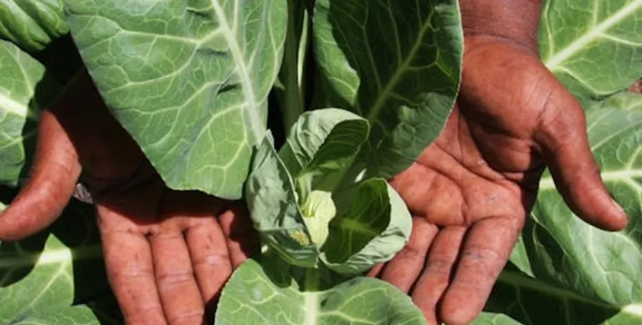 We grow fresh, organic produce using clean methods that protect nature, healthy food.