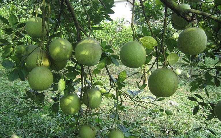 Dedicated farmers working together to bring fresh, high-quality produce from field to table.