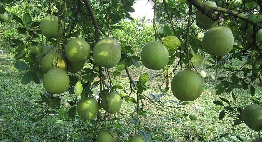 Dedicated farmers working together to bring fresh, high-quality produce from field to table.