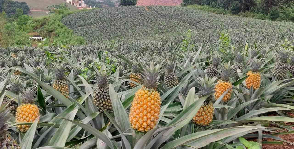 Celebrating the beauty and abundance of fruit harvests nurtured by sustainable care.