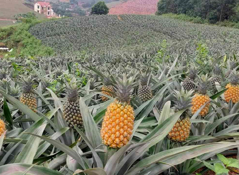 Celebrating the beauty and abundance of fruit harvests nurtured by sustainable care.