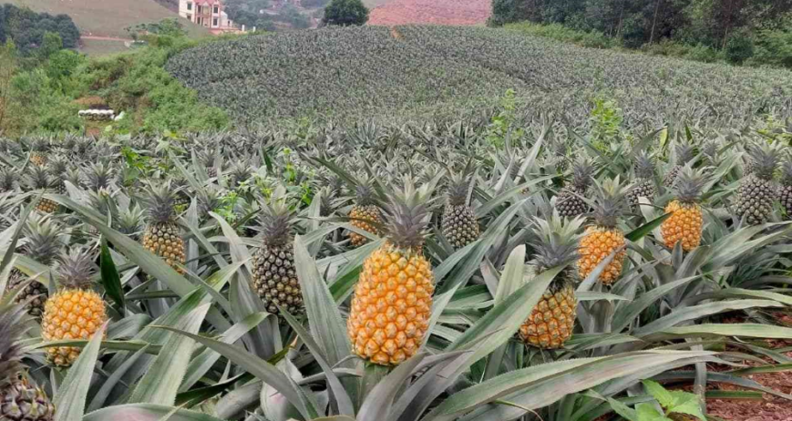 Celebrating the beauty and abundance of fruit harvests nurtured by sustainable care.