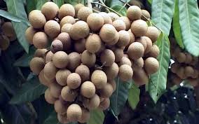 Nhãn ido Liên kết htx Đồng Tháp