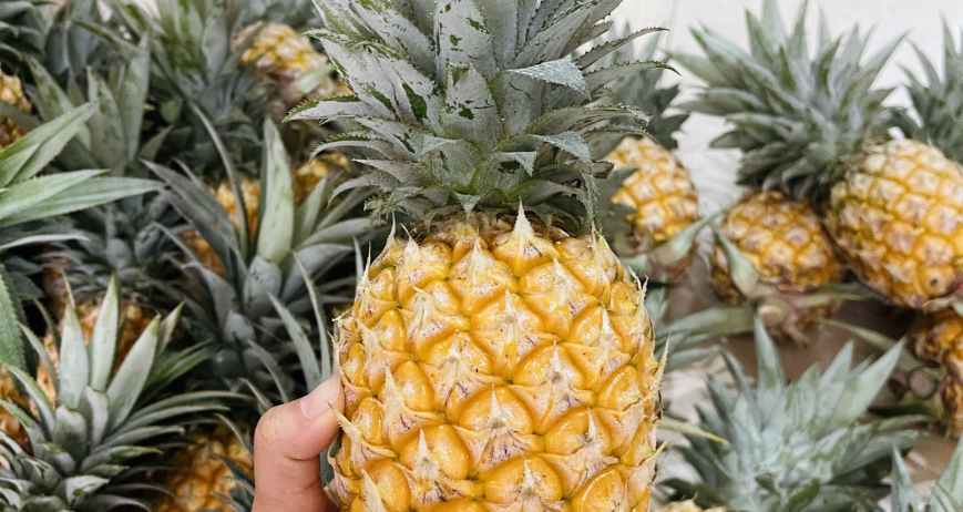 DỨA MD2/QUEEN LÂM ĐỒNG Mùa vụ: quanh năm Size: ≥ 1,2kg/trái up Quy cách: 13kg/thùng Đặc điểm:Quả chín vị ngọt lẫ ̃ n vị chua ít,giòn, thơm nhẹ. Brix: 12-14,5% Bảo quản: 2–8°C, 15 ngày Khả năng cung ứng: 10 tấ ́ n/tháng.