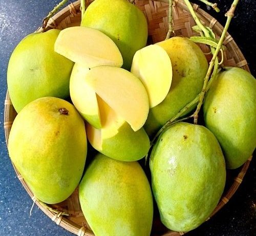 XOÀI TỨ QUÝ – VĨNH LONG Size: ≥ 500g/trái Mùa vụ: Quanh năm Đặc điểm: Ăn xanh giòn ngọt, ăn chín ngọt thơm, ít xơ Brix: Xanh 8–12°Bx, chín 14–18°Bx Bảo quản: 2–5°C, 15–25 ngày Quy cách: 5 kg/thùng Khả năng cung ứng: 10cont/tháng.